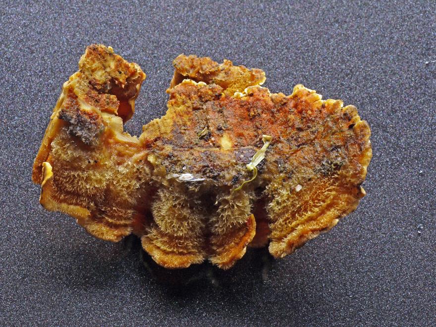 Striegeliger Schichtpilz_a04 (Copy).jpg