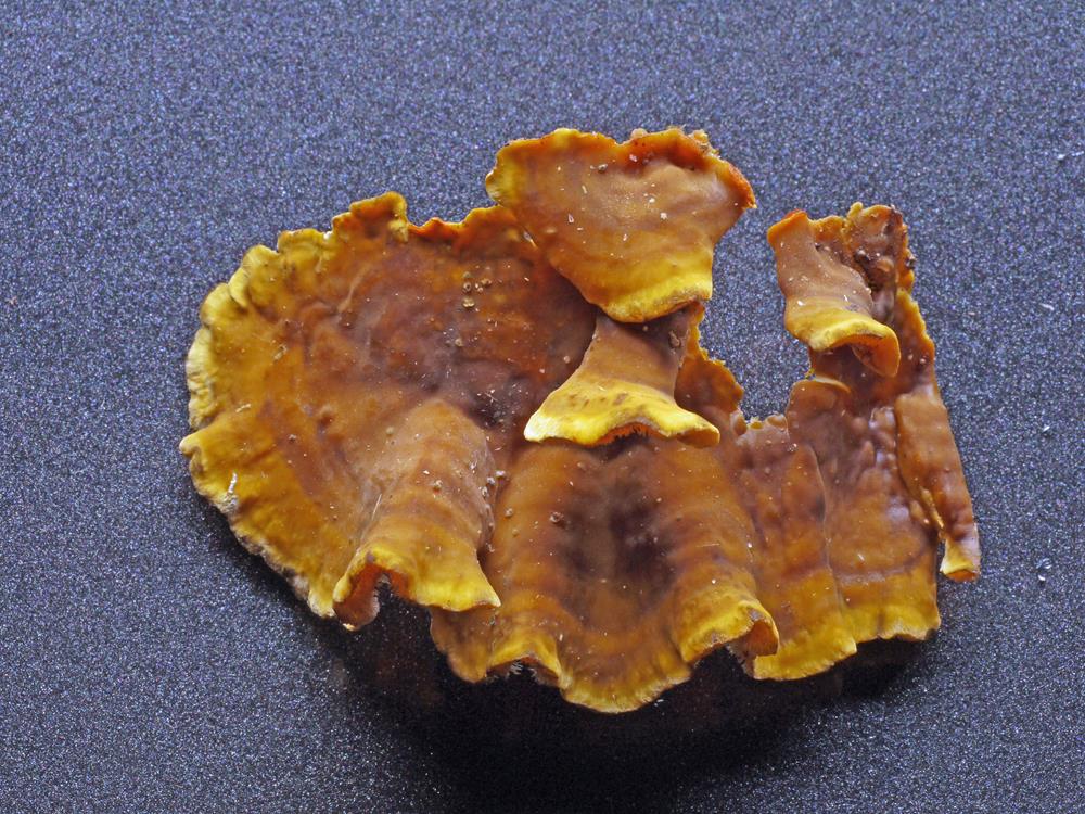 Striegeliger Schichtpilz_a03 (Copy).jpg