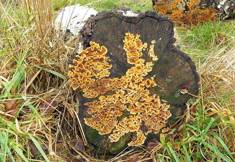 Striegeliger Schichtpilz_a02 (Copy).jpg