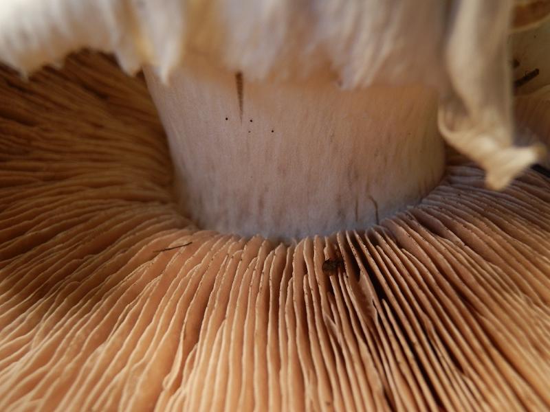 Agaricus bernardii_4.7.jpg