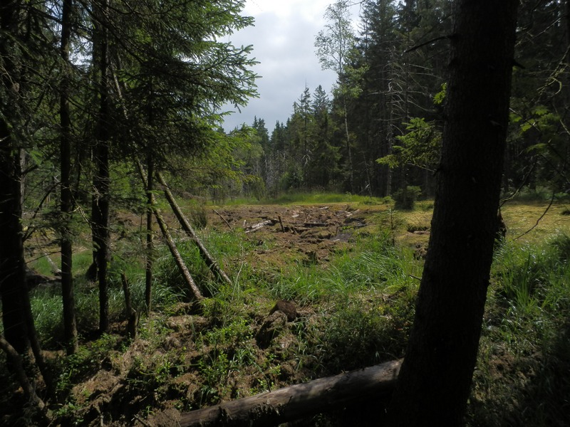 Hochmoor Grünheide_07.13     3.7.jpg