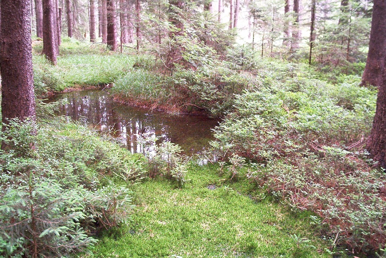 Hochmoor Grünheide_07.10 2.8.jpg