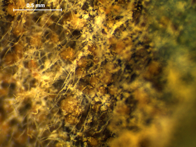 Melampsoridium_betulinum_3.jpg