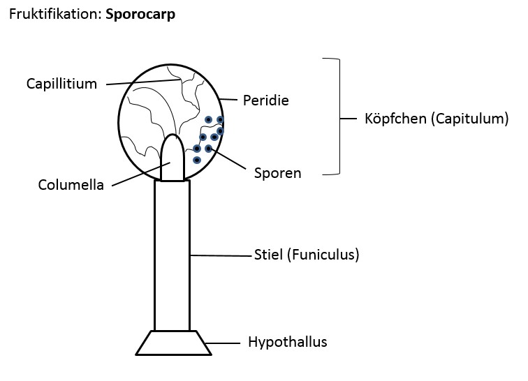 Sporocarp.jpg