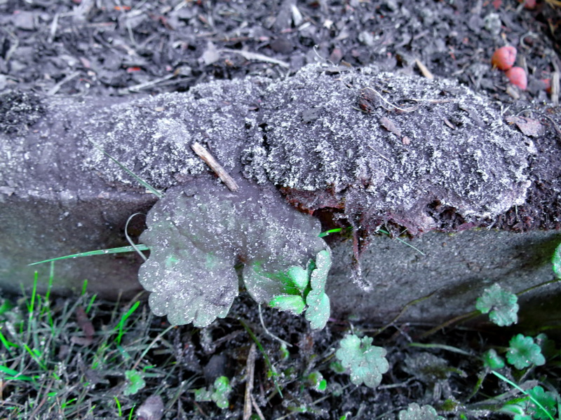 Der Fruchtkörpr ist schon ziemlich überreif und sieht daher eher wie ein Fuligo aus, aber die Detailbilder lassen die Art erkennen.