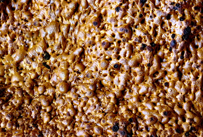 Lindbladia_tubulina_Pseudoaethalium4 bearb.jpg