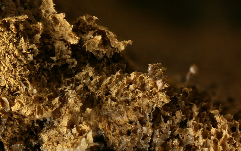 Lindbladia_tubulina_Pseudoaethalium1 bearb.jpg