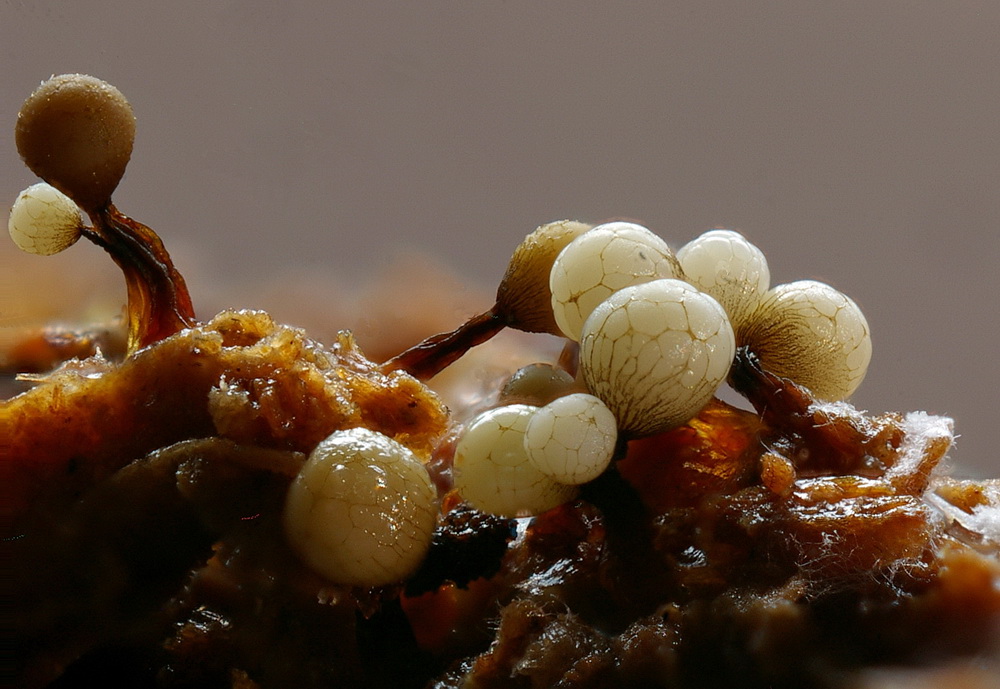 Cribraria rufa 2 klein.jpg