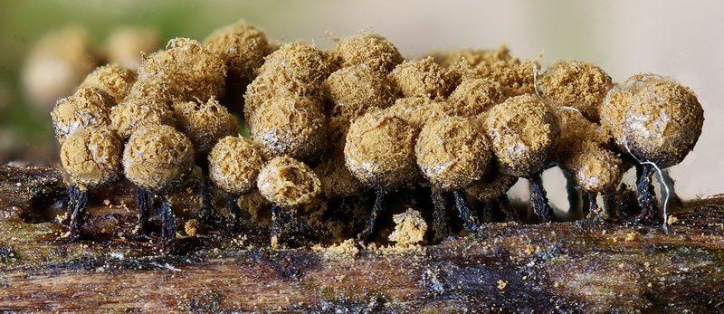 Cribraria_argillacea-298-305 schmal.jpg