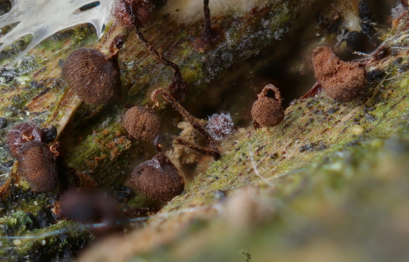 Cribraria_cancellata vor Tub_fer.jpg