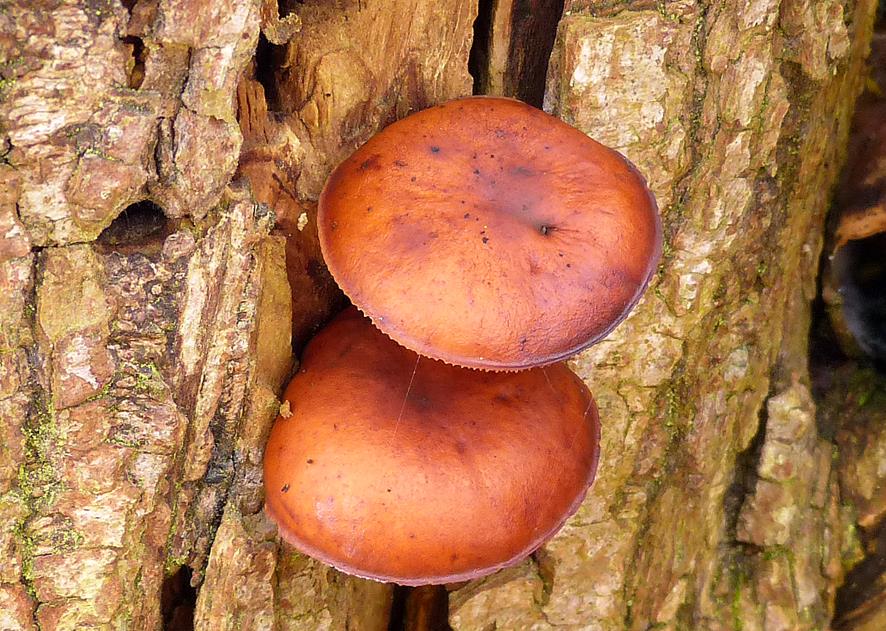 Pilz-Tävs_yy02 (Copy).jpg