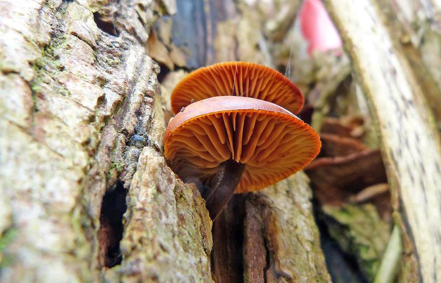 Pilz-Tävs_yy03 (Copy) (Copy).jpg