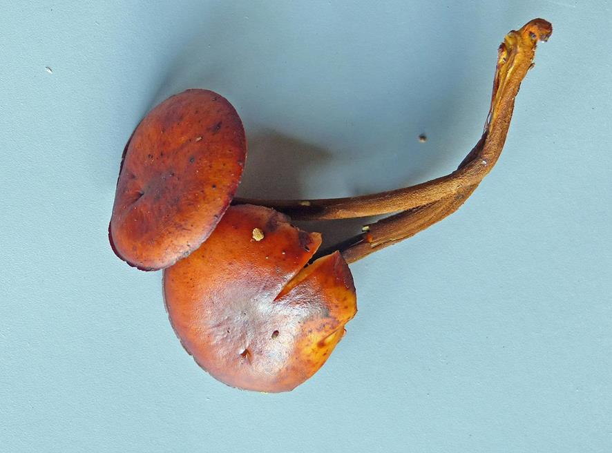 Pilz-Tävs_yy04 (Copy) (Copy).jpg