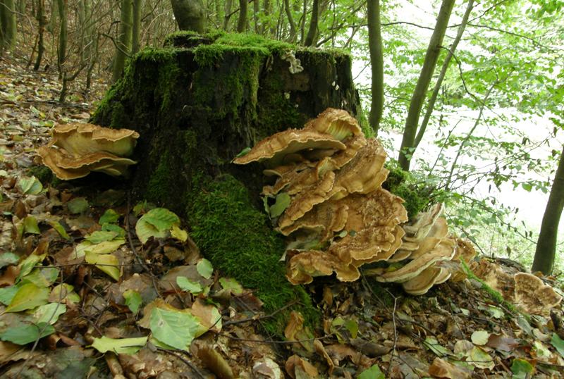 Meripilus giganteus.JPG