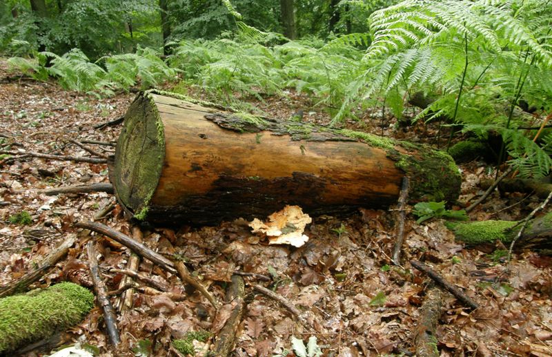Laetiporus sulphureus.JPG