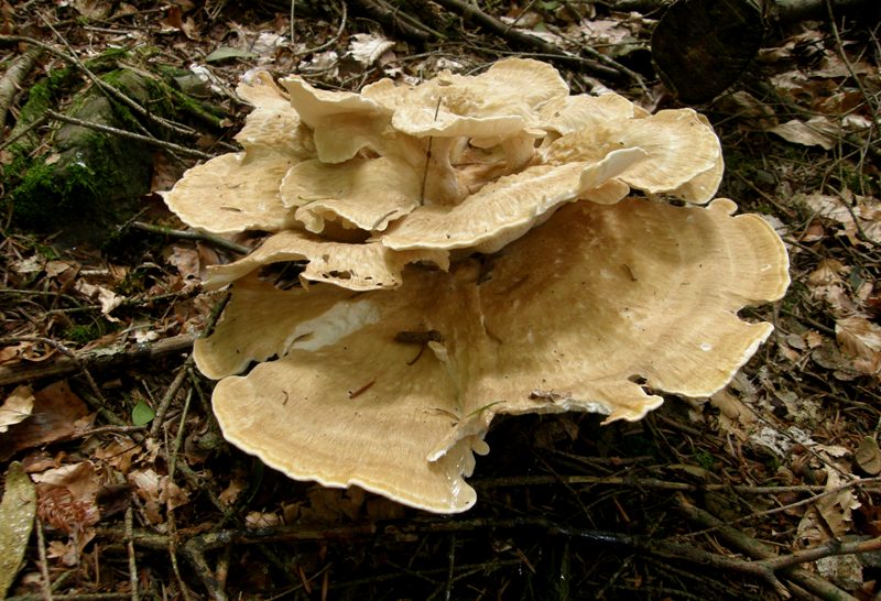 Bondarzewina mesenterica.JPG