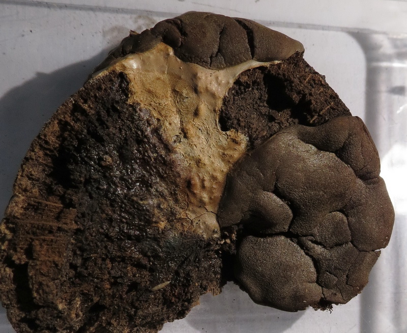 Dictydiaethalium plumbeum klein.jpg