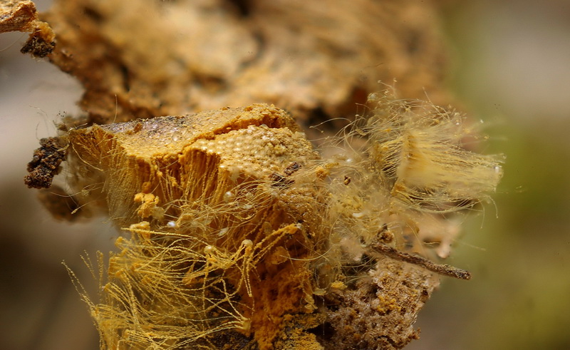 Dictydiaethalium_plumbeum-3745-3756 klein.jpg