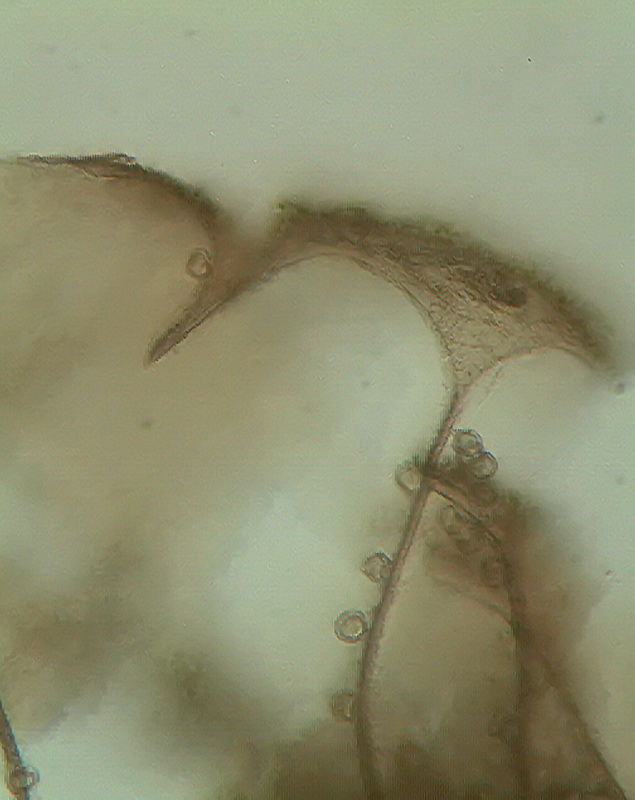 Dictydiaethalium Pseudocap Stack2 klein.jpg