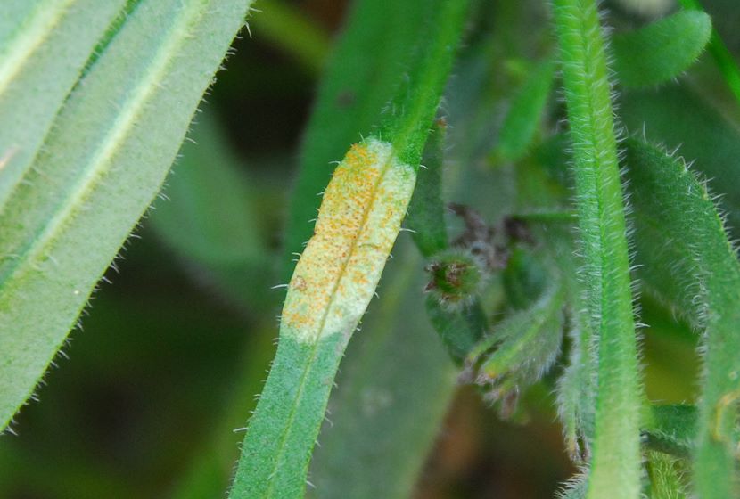 Puccinia_dispersa001.jpg