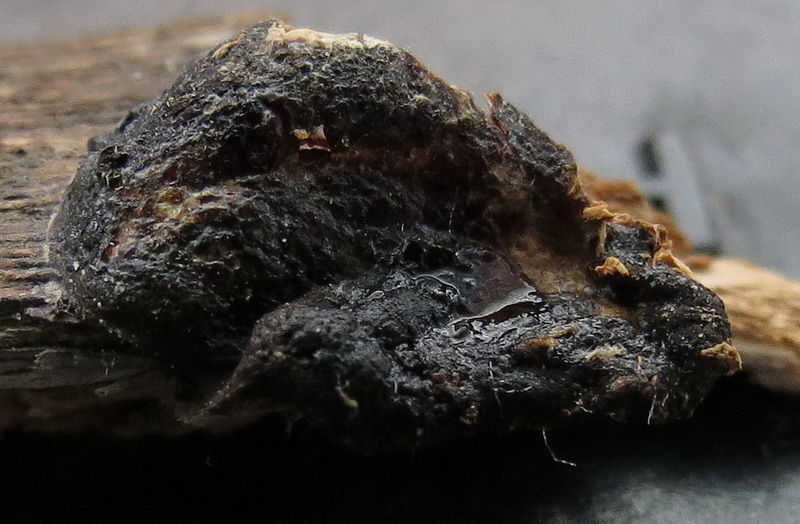 Reticularia (Enteridium) olivaceum klein.jpg