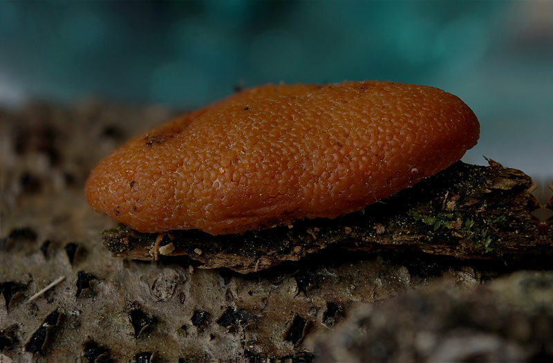 Tubifera_dictyoderma_Pseudoaethalium1-6d klein.jpg