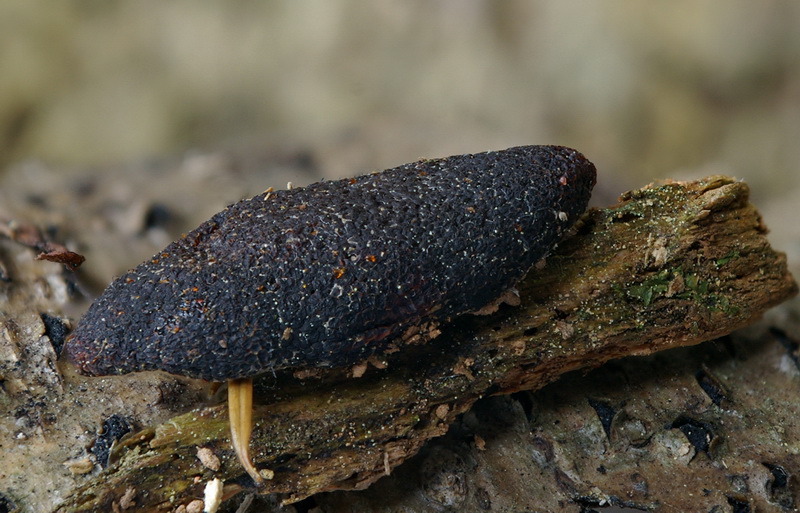 Interessant ist die bienenwabenartige Struktur der Oberfläche.