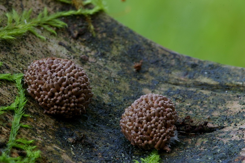 Tubulifera arachnoides klein.jpg