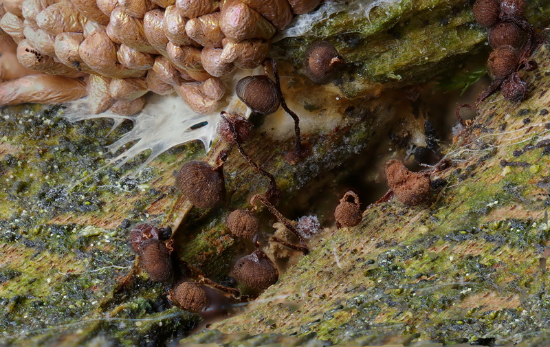 Tubifera_ferruginosa_und Cribraria-Stack3b klein.jpg