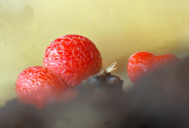 L-conicum1 klein.jpg