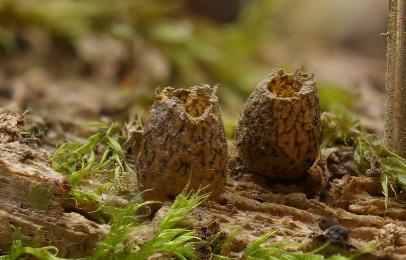 Lycogala conicum klein.jpg