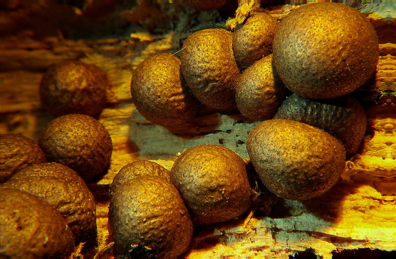 Sieht er in der Abendsonne nicht richtig goldig aus?