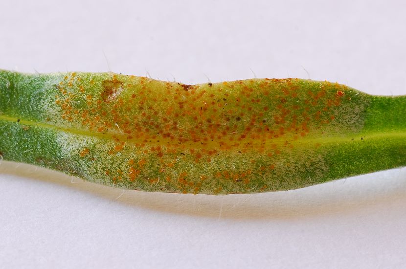Puccinia_dispersa002.jpg