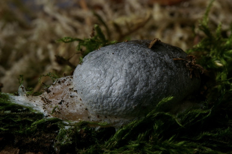 Lycogala flavofuscum klein.jpg