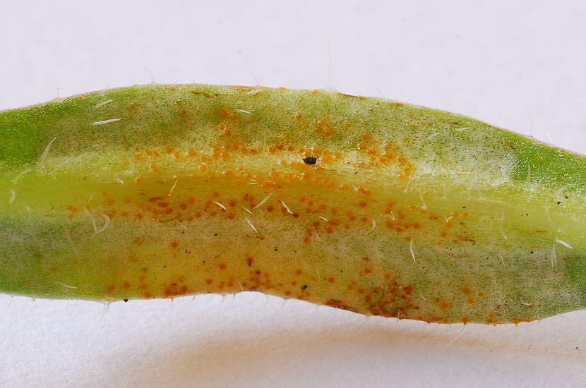 Puccinia_dispersa003.jpg