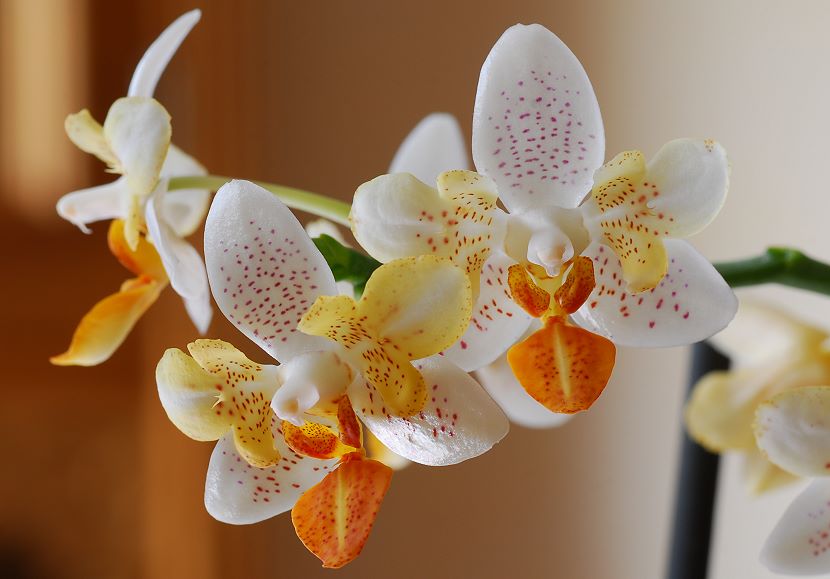 Orchidee003.jpg