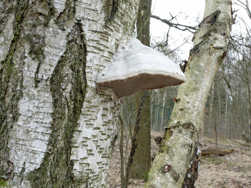 Baumpilz_x03-b (Copy).jpg