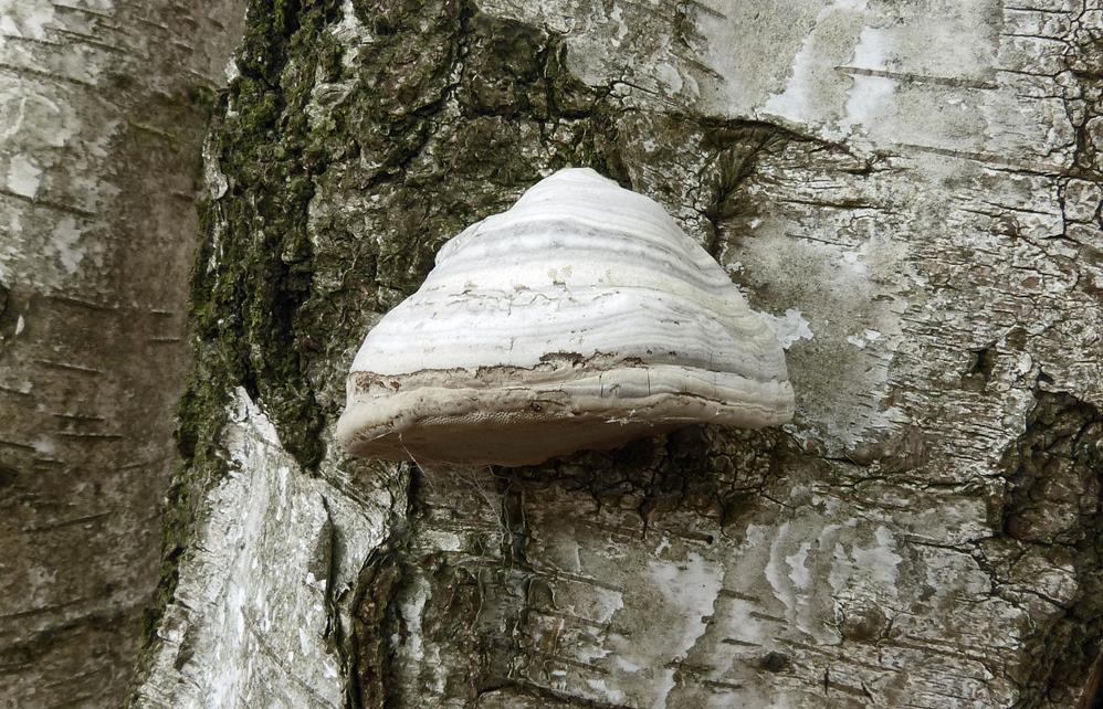 Baumpilz_x04-b (Copy).jpg