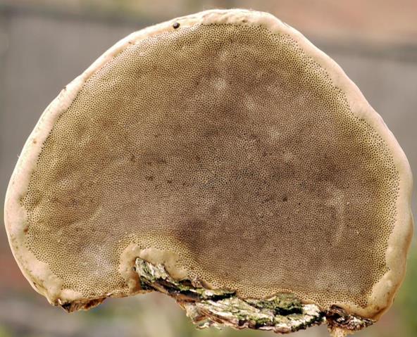 Baumpilz_x05-bb (Copy) (Copy).jpg