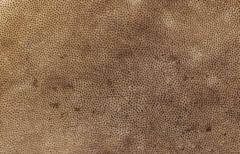 Baumpilz_x06-b (Copy).jpg