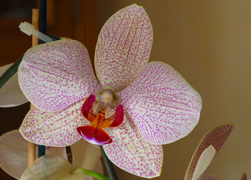 Orchidee006.jpg
