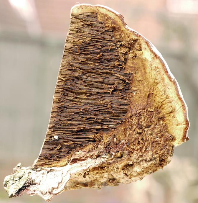 Baumpilz_x07-bb (Copy) (Copy).jpg