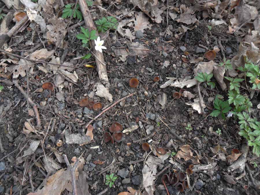 Dumontinia tuberosa.JPG