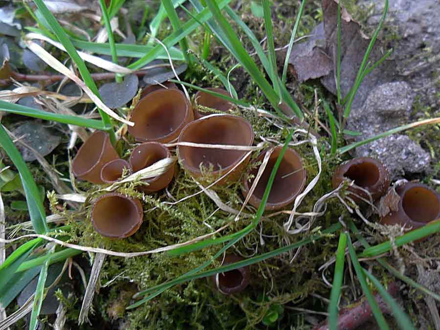 Dumontinia tuberosa1.JPG