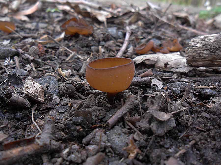 Dumontinia tuberosa2.JPG
