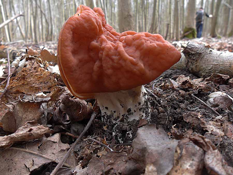 Gyromitra fastigiata.JPG