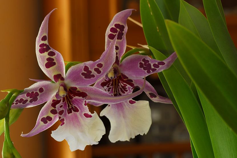 Orchidee005.jpg