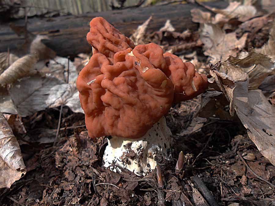 Gyromitra fastigiata1.JPG