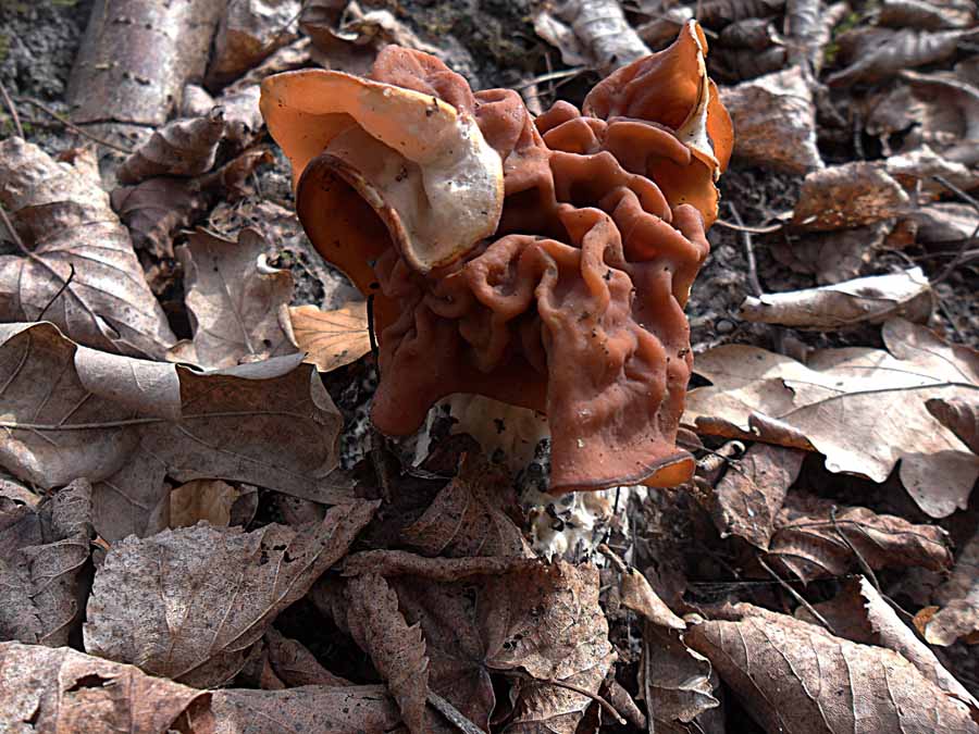 Gyromitra fastigiata2.JPG