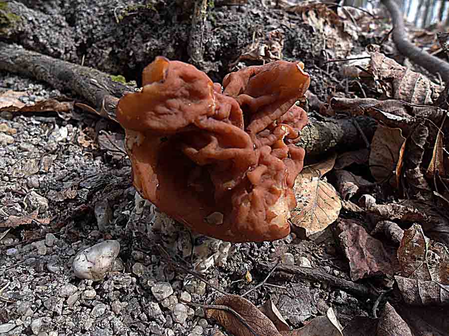 Gyromitra fastigiata3.JPG